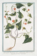 Quamoclit américaine à feuilles cordiformes aiguës - Giorgio Bonelli — artwork view