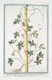 Quamoclit with digitated leaves and purple flower - Giorgio Bonelli — artwork view