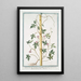 Quamoclit with digitated leaves and purple flower - Giorgio Bonelli — framed artwork on a wall