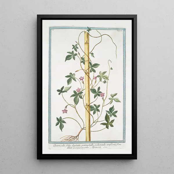 Quamoclit with digitated leaves and purple flower - Giorgio Bonelli — framed artwork on a wall