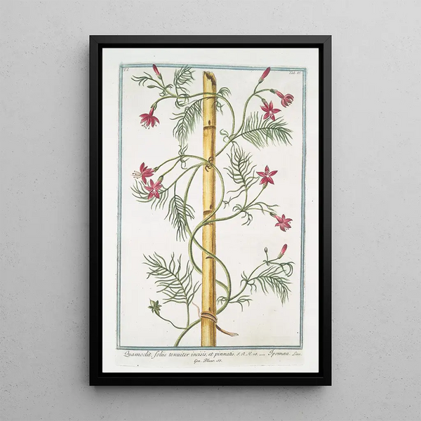 Quamoclit with finely incised and pennated leaves - Giorgio Bonelli — framed artwork on a wall