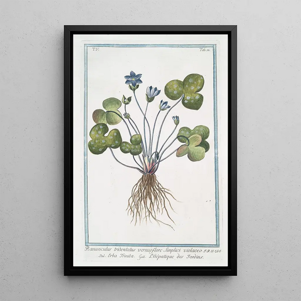 Spring Trienté Buttercup with Purple Flower - Giorgio Bonelli — framed artwork on a wall
