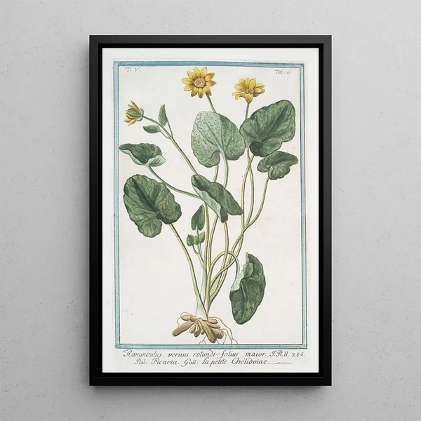 Spring Buttercup with round leaves Ficaria - Giorgio Bonelli — framed artwork on a wall