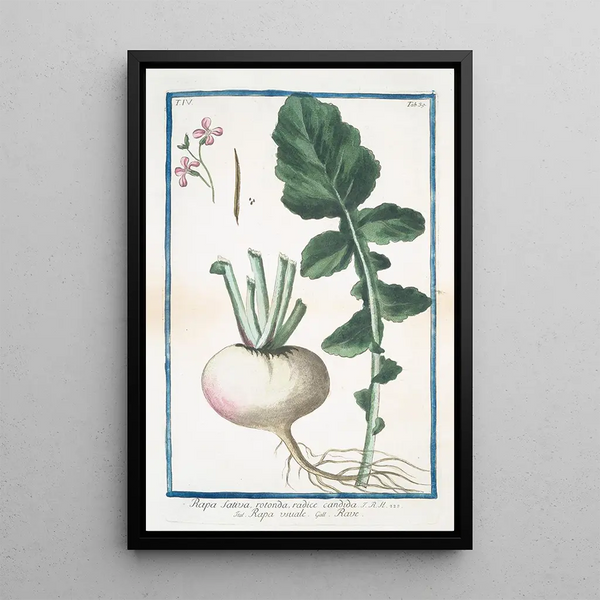 Rave sativa round with white root - Giorgio Bonelli — framed artwork on a wall