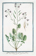 Radis caudatus à feuilles pennées - Giorgio Bonelli — artwork view