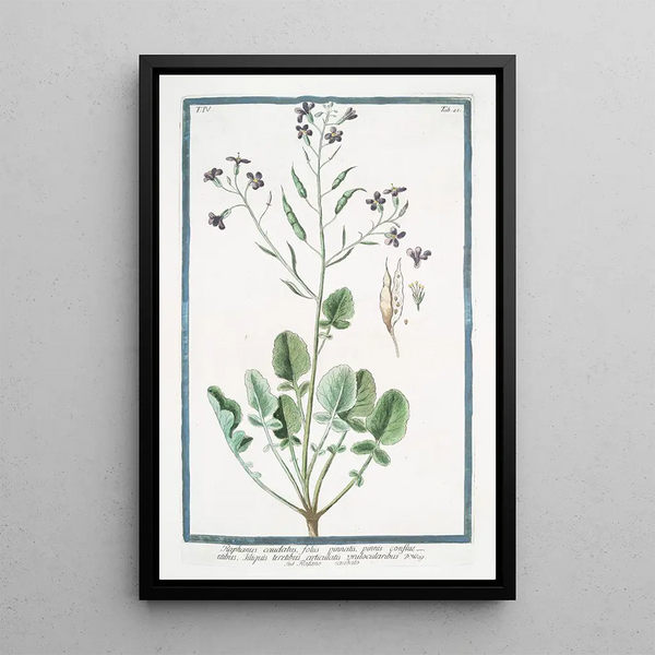 Radis caudatus à feuilles pennées - Giorgio Bonelli — framed artwork on a wall