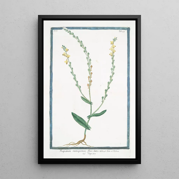 Rapistrum with yellow flower - Giorgio Bonelli — framed artwork on a wall