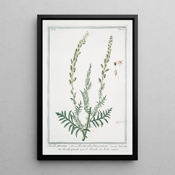 Réséda maxima à feuilles pennées - Giorgio Bonelli — framed artwork on a wall