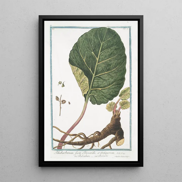 Rhubarbe forte de Dioscoride et des Anciens - Giorgio Bonelli — framed artwork on a wall