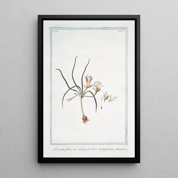 Romulée with purple and yellow flowers - Giorgio Bonelli — framed artwork on a wall