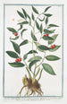 Ruscus à feuilles étroites Laurier Alexandrin - Giorgio Bonelli — artwork view
