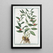 Ruscus à feuilles étroites Laurier Alexandrin - Giorgio Bonelli — framed artwork on a wall