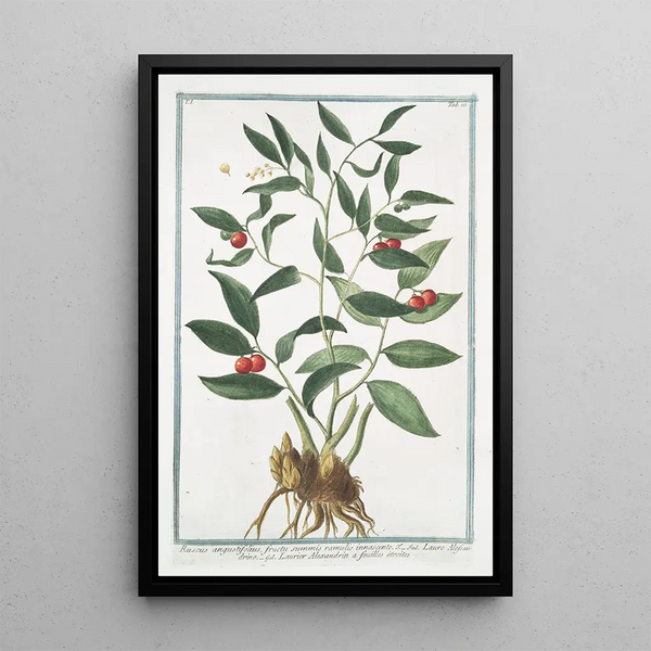 Ruscus à feuilles étroites Laurier Alexandrin - Giorgio Bonelli — framed artwork on a wall