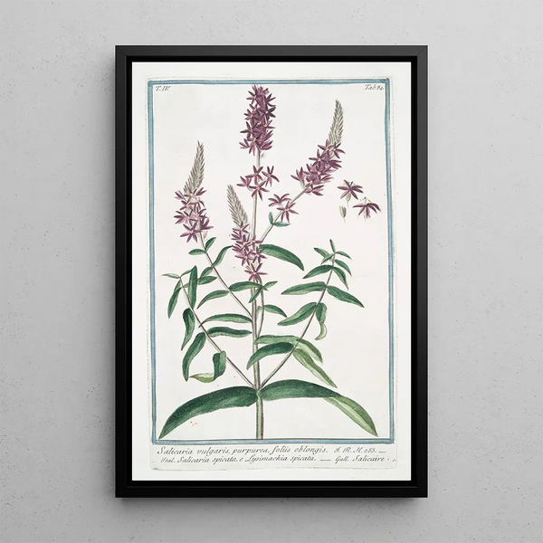 Salicaire vulgaire pourpre à feuilles oblongues - Giorgio Bonelli — framed artwork on a wall
