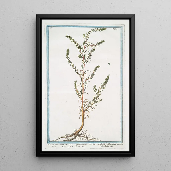 Salsola very tall erected with filamentous leaves - Giorgio Bonelli — framed artwork on a wall