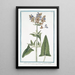 Sage very tall with stems covered in white down - Giorgio Bonelli — framed artwork on a wall