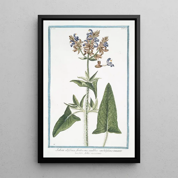Sage very tall with stems covered in white down - Giorgio Bonelli — framed artwork on a wall