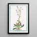 Samolus Valerandi Mouron d'eau - Giorgio Bonelli — framed artwork on a wall