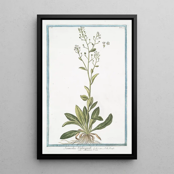 Samolus Valerandi Mouron d'eau - Giorgio Bonelli — framed artwork on a wall