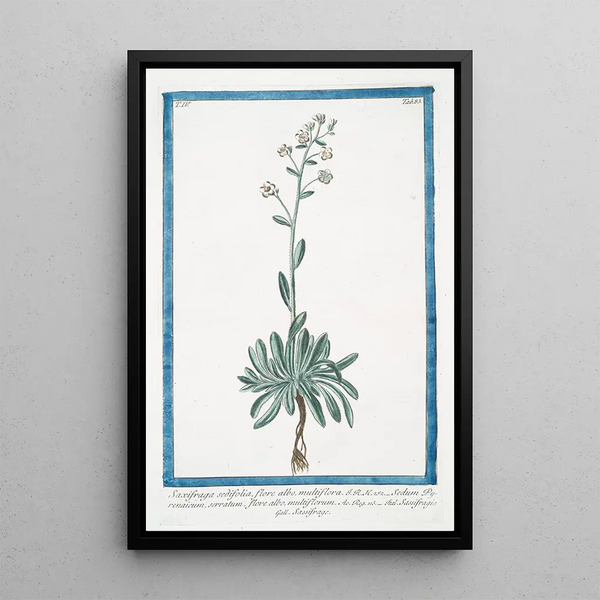 Saxifrage with sedum leaves and white flowers - Giorgio Bonelli — framed artwork on a wall