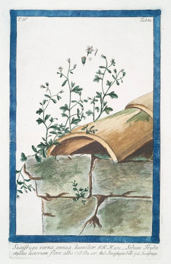 Saxifrage annual spring with white flowers - Giorgio Bonelli — framed artwork on a wall