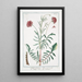Scabieuse étrangère rouge - Giorgio Bonelli — framed artwork on a wall