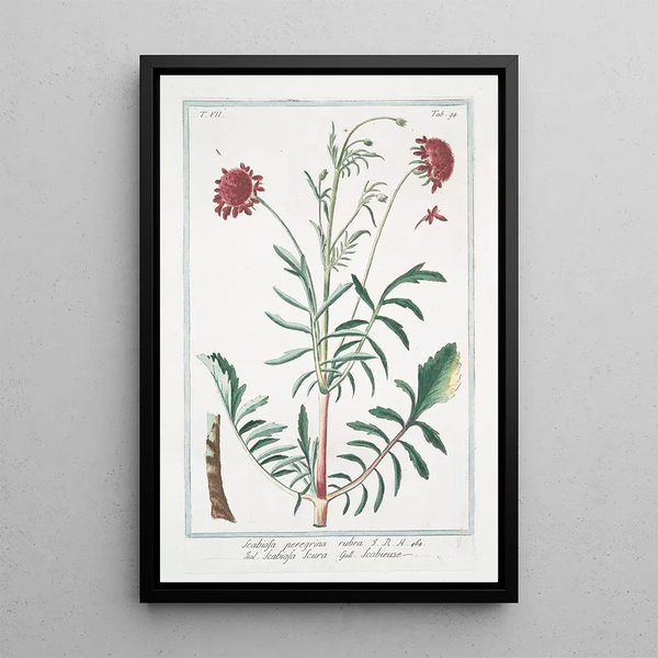 Scabieuse étrangère rouge - Giorgio Bonelli — framed artwork on a wall