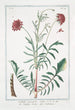 Scabieuse étrangère rouge - Giorgio Bonelli — artwork view