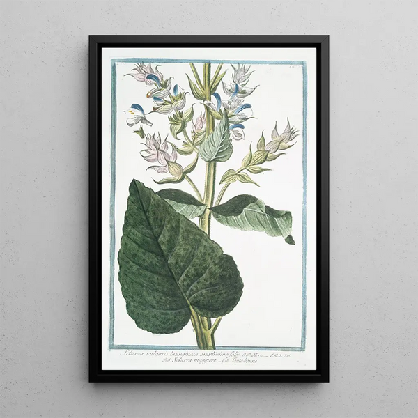 Sclarea vulgaire laineuse à très grande feuille - Giorgio Bonelli — framed artwork on a wall