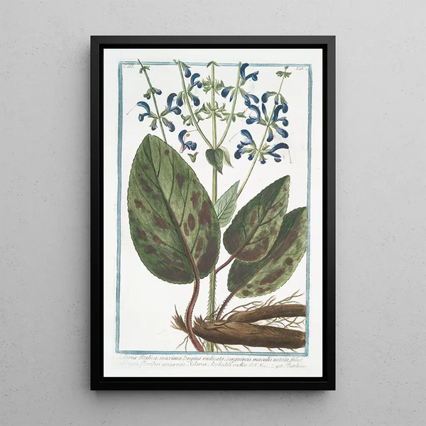 Italian Sclarea painting with long root - Giorgio Bonelli — framed artwork on a wall