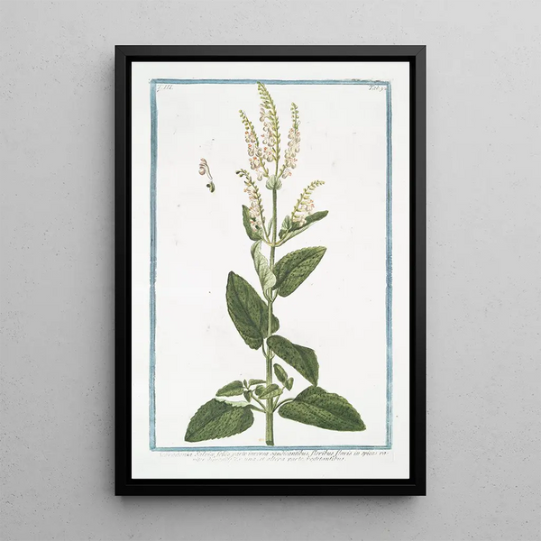 Scorodonia with sage leaves and yellow flowers - Giorgio Bonelli — framed artwork on a wall