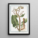 Water Major Water Scrophularia - Giorgio Bonelli — framed artwork on a wall