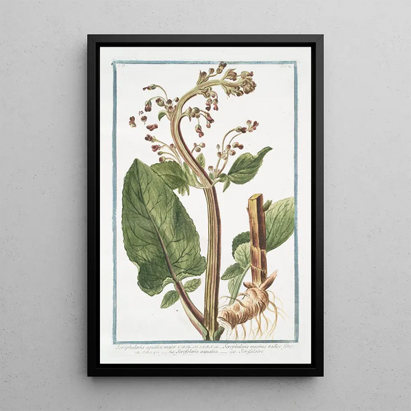 Water Major Water Scrophularia - Giorgio Bonelli — framed artwork on a wall