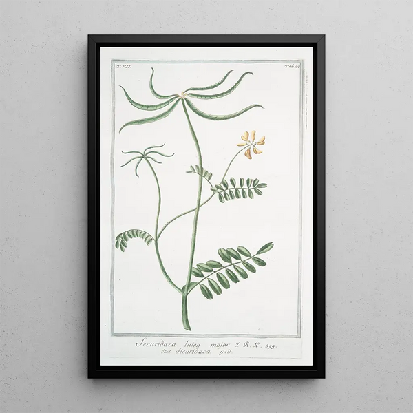 Securidaca jaune majeure - Giorgio Bonelli — framed artwork on a wall