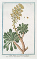 Sedum majeur arborescent - Giorgio Bonelli — artwork view