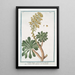 Sedum majeur arborescent - Giorgio Bonelli — framed artwork on a wall