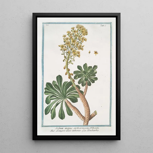 Sedum majeur arborescent - Giorgio Bonelli — framed artwork on a wall
