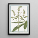 Sideritis Montis Libani with whitish flowers Siderite maff Crapaudine Mountain tea - Giorgio Bonelli — framed artwork on a wall