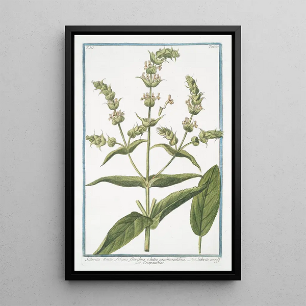 Sideritis Montis Libani with whitish flowers Siderite maff Crapaudine Mountain tea - Giorgio Bonelli — framed artwork on a wall