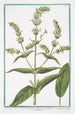 Sideritis Montis Libani with whitish flowers Siderite maff Crapaudine Mountain tea - Giorgio Bonelli — artwork view