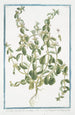 Sideritis hirsuta procumbens Stregpmoa Crapaudine - Giorgio Bonelli — artwork view
