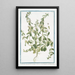 Sideritis hirsuta procumbens Stregpmoa Crapaudine - Giorgio Bonelli — framed artwork on a wall