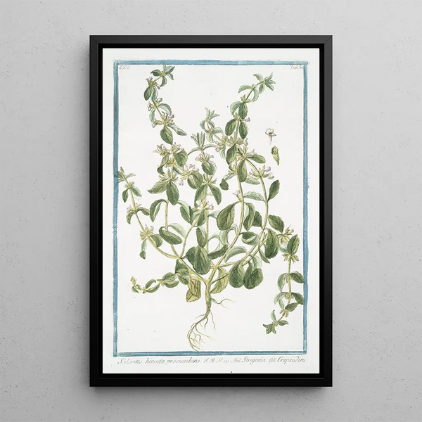 Sideritis hirsuta procumbens Stregpmoa Crapaudine - Giorgio Bonelli — framed artwork on a wall