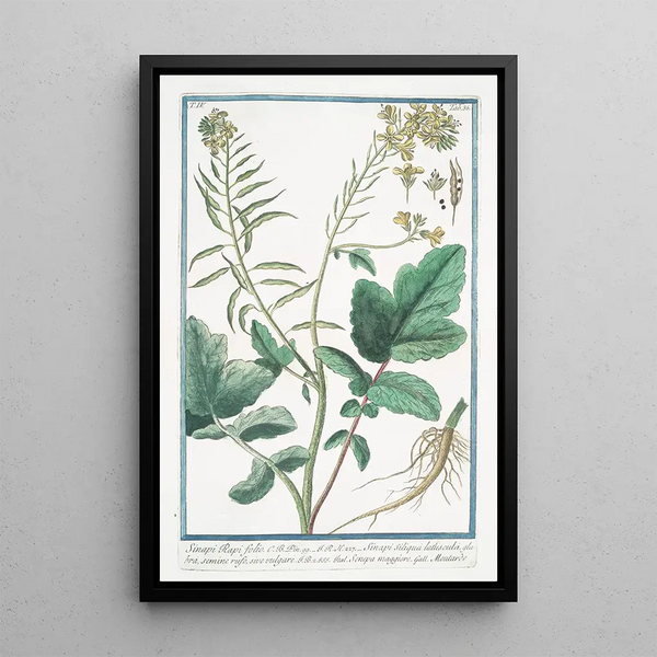 Sinapi Rapi folio Sinapi Siliqua latuscula glabra semine rufo ou vulgaire Senepa maggiore Moutarde - Giorgio Bonelli — framed artwork on a wall