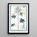 Sinapistrum Americanum spinosum Cleome with hexandrous and septennial leaves and spiny stem Senapistro spinoso Mustard - Giorgio Bonelli — framed artwork on a wall