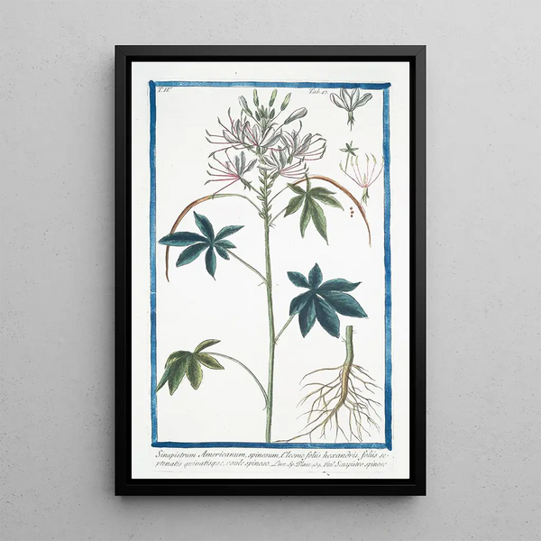 Sinapistrum Americanum spinosum Cleome with hexandrous and septennial leaves and spiny stem Senapistro spinoso Mustard - Giorgio Bonelli — framed artwork on a wall