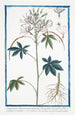 Sinapistrum Americanum spinosum Cleome with hexandrous and septennial leaves and spiny stem Senapistro spinoso Mustard - Giorgio Bonelli — artwork view