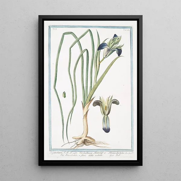 Sisyrinchium Irisbulbosa Hort Hermodactylus Ermodattilo or widow's flower Blue-eyed herb - Giorgio Bonelli — framed artwork on a wall