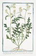 Sisymbrium palustre rampant à feuille de cresson ou Roquette des marais à petite fleur jaune Moutarde des haies - Giorgio Bonelli — artwork view