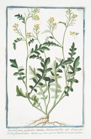 Giorgio Bonelli - Sisymbrium palustre repens Nasturtii folio sive Eruca palustris flosculo luteo Hedge mustard.webp